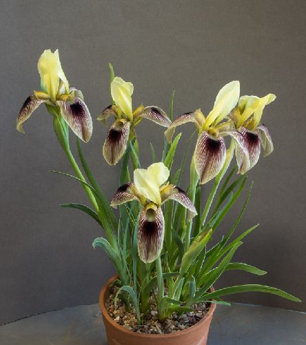 Iris afghanica